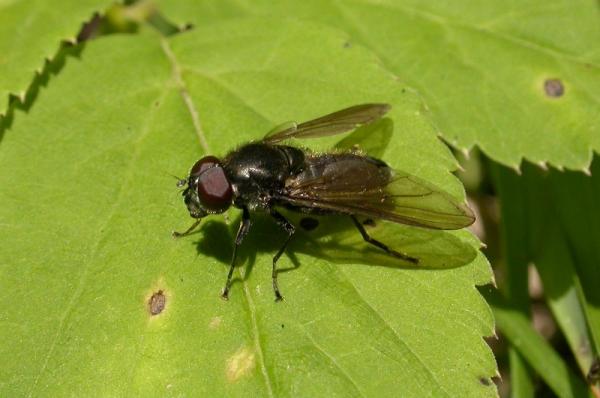 cheilosia_variabilis26july2009germanyseewiesen.jpg