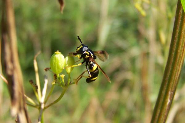 chrysotoxum_bicinctum24aug2009germanyseewiese.jpg