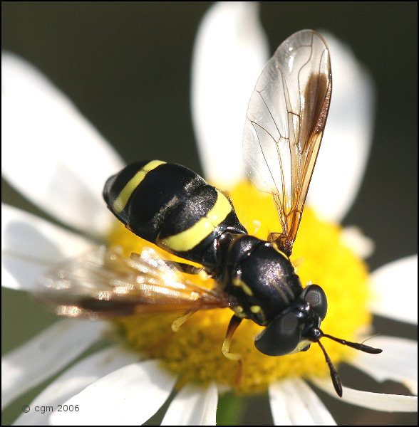 chrysotoxum_bicinctum_20060812_sweden.jpg