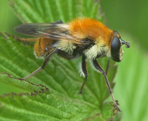 criorhina_floccosa_2009_05_09_tworfolk.jpg