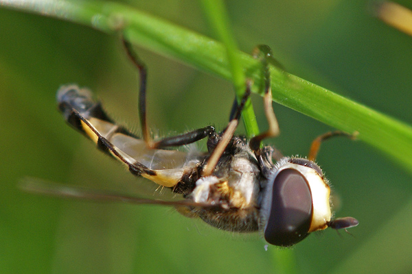 didea-fasciata-m-lateral.jpg