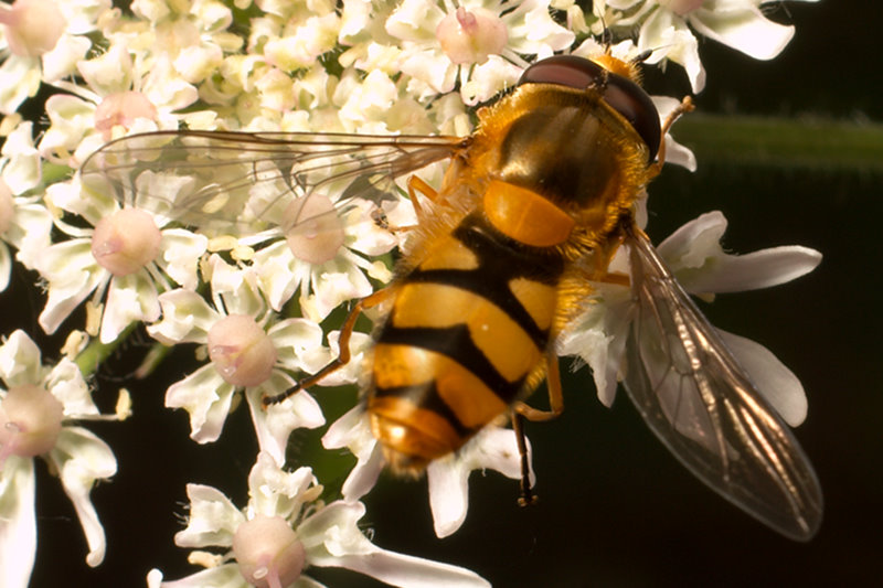 Syrphidae: Epistrophe diaphana (male) (2) Syrphidae: Epistrophe diaphana (male) (2)