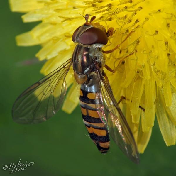 episyrphus_balteatus.jpg