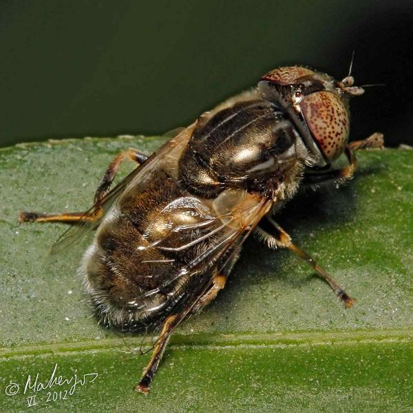 eristalinus_aeneus_female.jpg