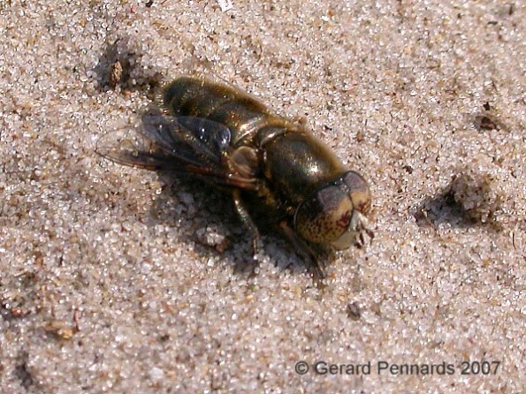 eristalinus_aeneus_m.jpg