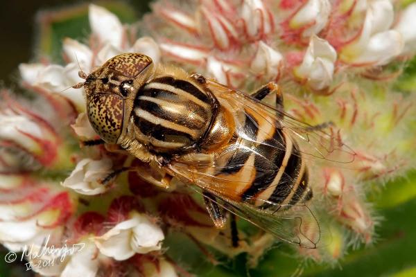 eristalinus_megacephalus.jpg