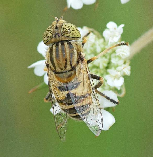 eristalinus_min2.jpg