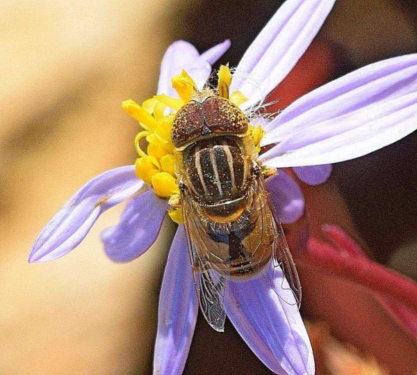 eristalinus_min.jpg