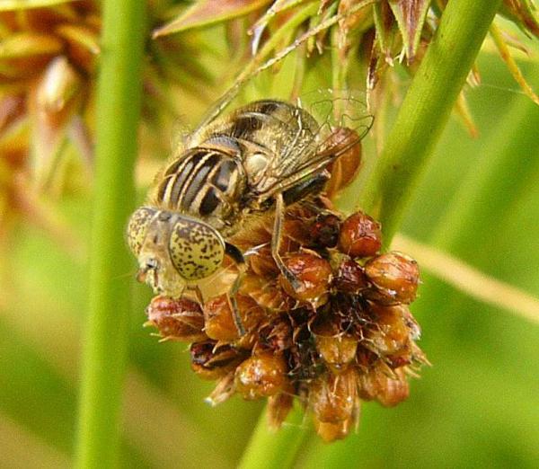 eristalinus_sepulchralis_20060722_worfolk.jpg