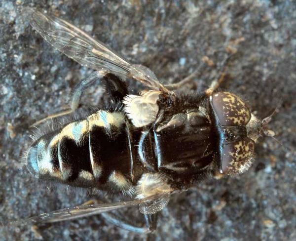 eristalinus_sepulchralis_male.jpg