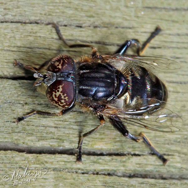 eristalinus_sepulchralis.jpg