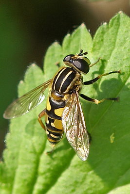 helophilus-pendulus-m-dorso.jpg