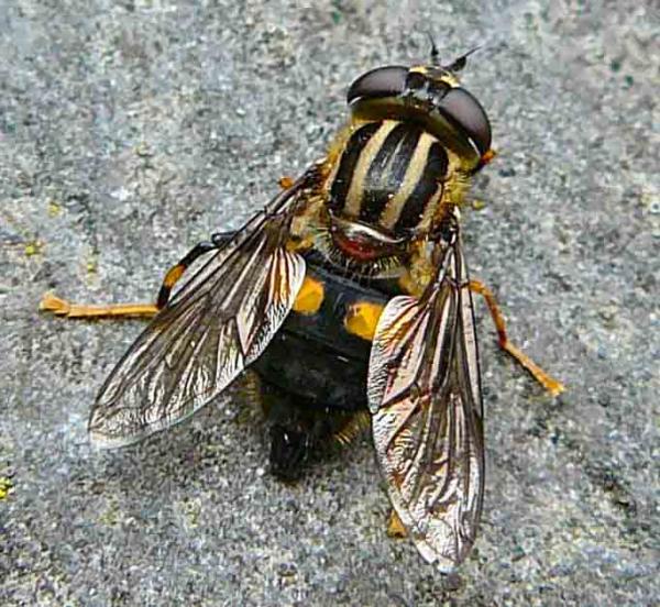 helophilus_antipodus_female_2.jpg