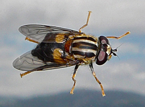 helophilus_antipodus_female_3.jpg