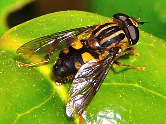 helophilus_antipodus_male_4.jpg