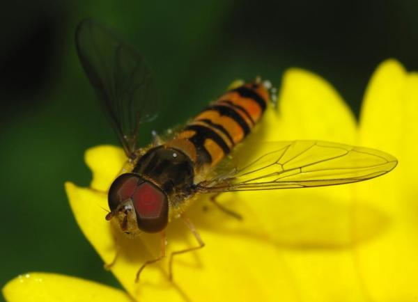 hoverfly1.jpg