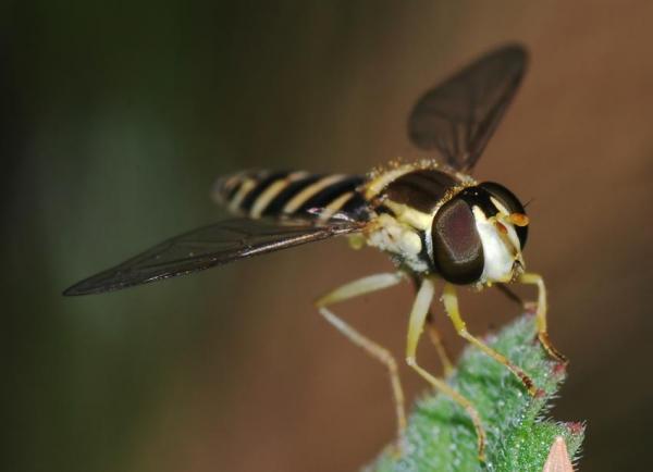 hoverfly2.jpg