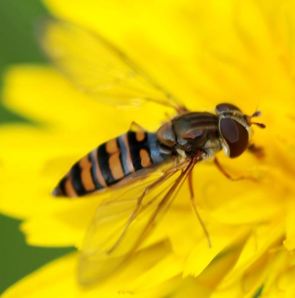 hoverfly.jpg