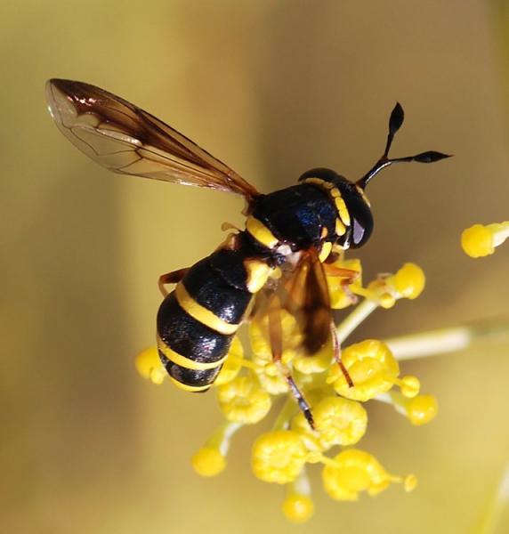 hoverfly_1.jpg