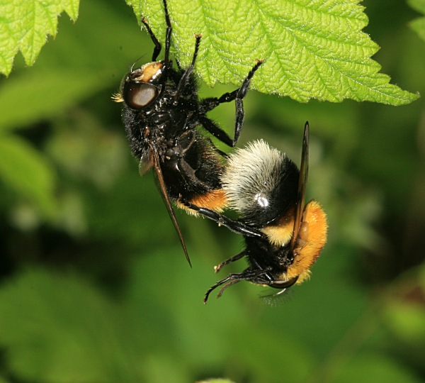 img_028754dipvolucella.jpg