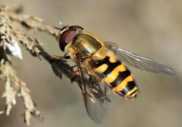 img_9209syrphus_torvus100410chanfro.jpg