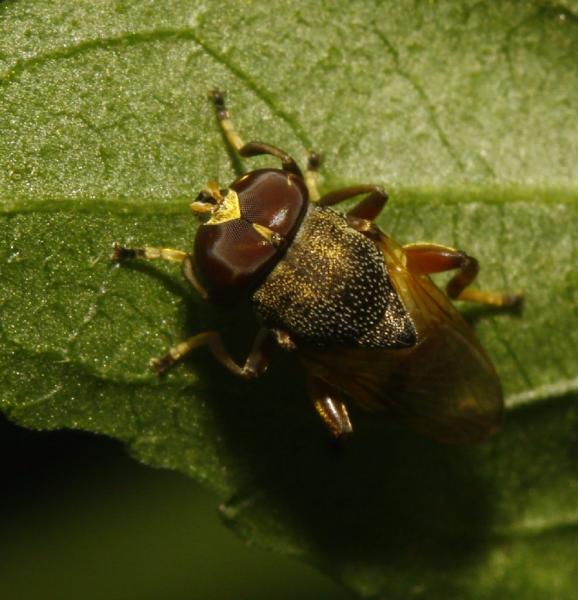 lepidomyia-par-01_mg_0372.jpg