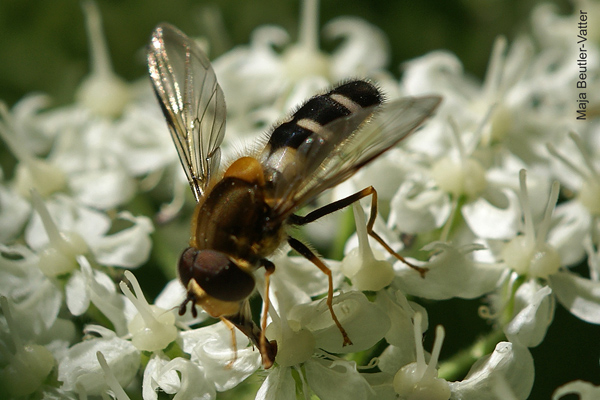 leucozona-glaucia-m-.jpg