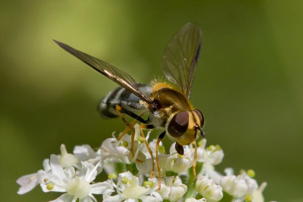 leucozona-glaucia_45_front.jpg