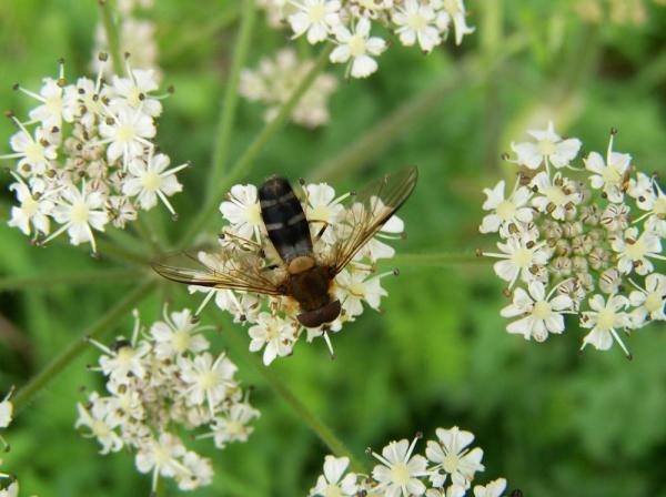 leucozona_glaucia17july2009germanyseewiesen.jpg