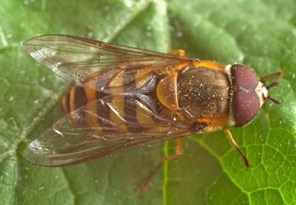 male_syrphus_torvus.jpg