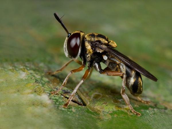 microdon_auroscutatus_curran.jpg