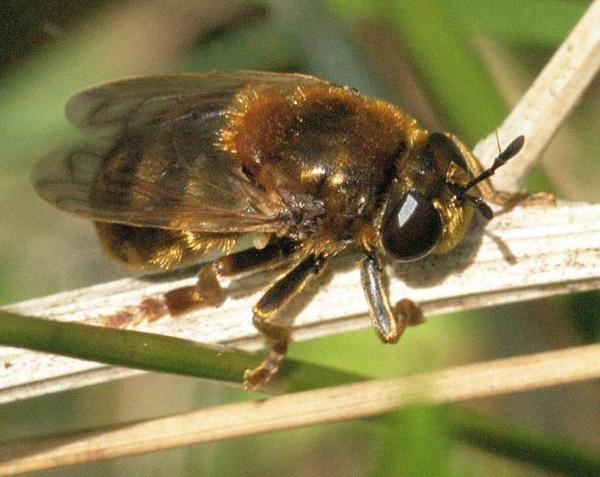 microdon_cf_myrmecae_20090603_worfolk.jpg