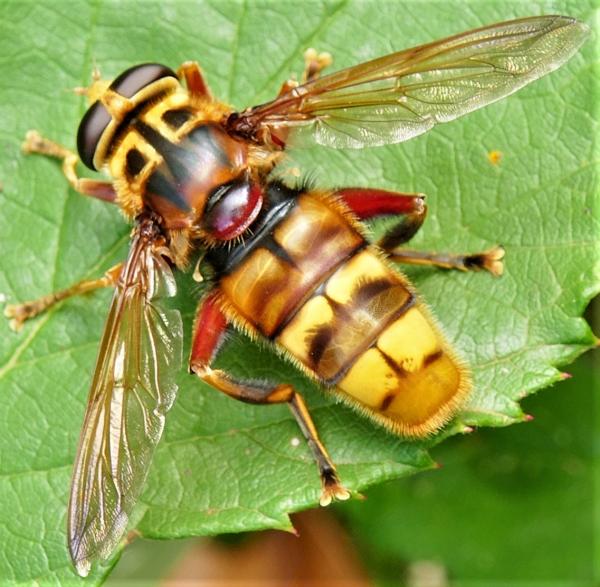 milesia_crabroniformis_male_gmh.jpg