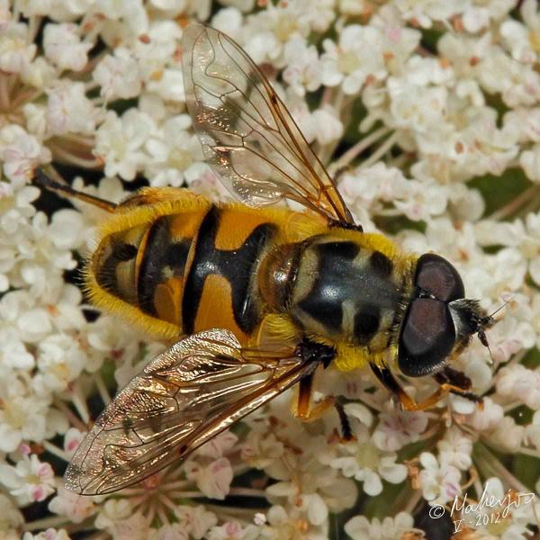 myathropa_florea_male.jpg