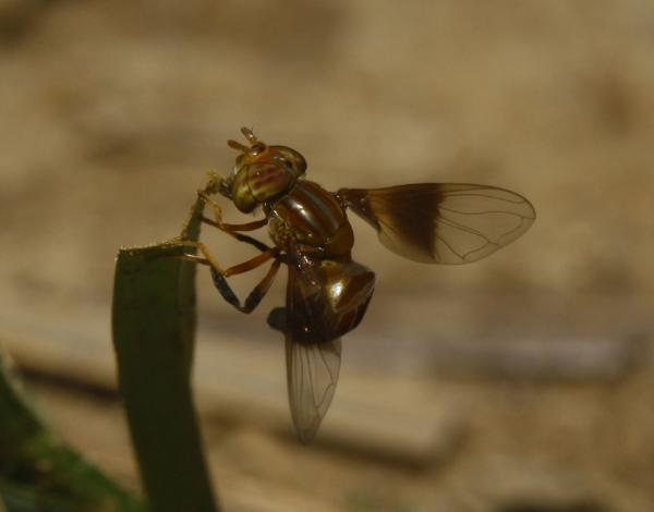 ocyptamus_cf_flavipennis_mg_0627_bewerkt.jpg