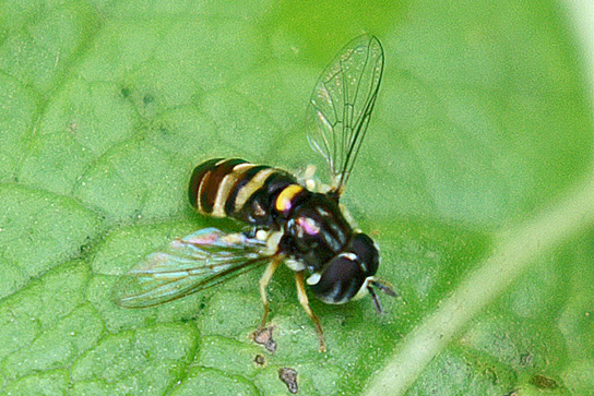 paragus--quadrifasciatus-ad.jpg