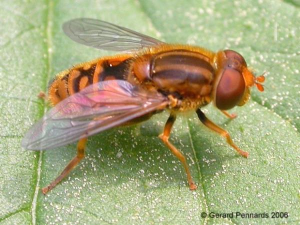 parhelophilus_versicolor_m.jpg