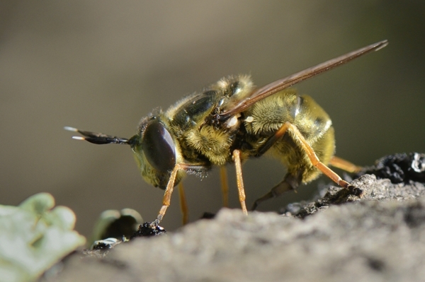 plaingoldhoverflylayingeggs600.jpg