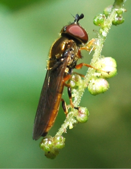 platycheirus.jpg