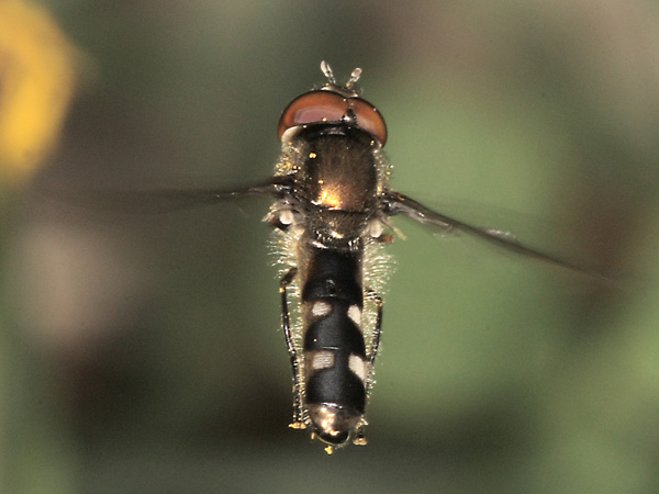 platycheirus_albimanus.jpg