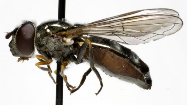 platycheirus_albimanus_f_jf09-0624.jpg