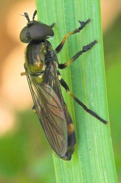 platycheirus_granditarsus_20090524_worfolk1.jpg