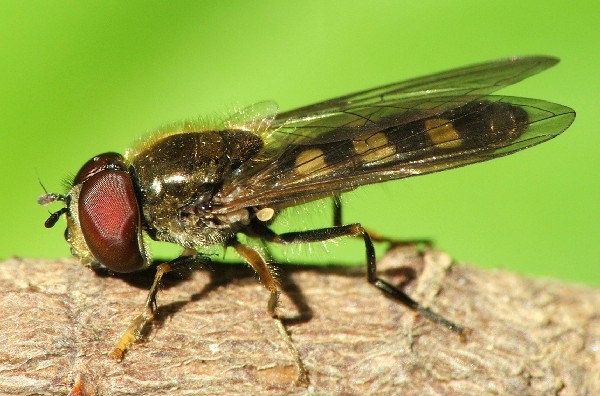 pscutatus.jpg