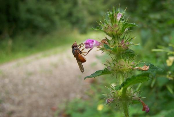 rhingia_rostrata26aug2009germanyseewiese.jpg