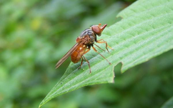 rhingia_rostrata26aug2009germanyseewiesen.jpg