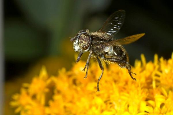 rolf_nagel-eristalinus_8537.jpg