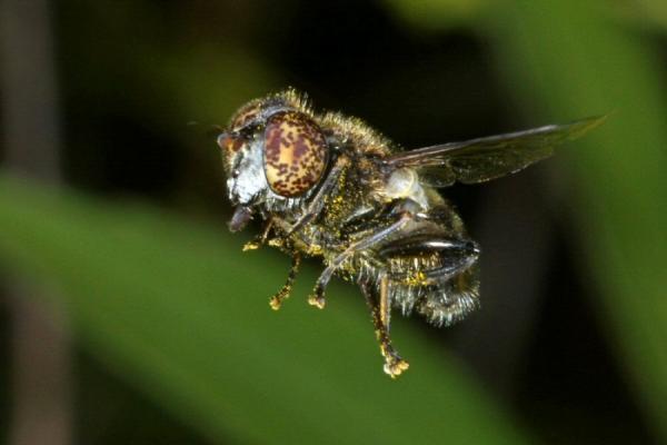 rolf_nagel_8554-eristalinus.jpg