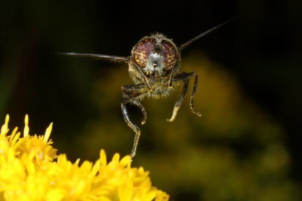 rolf_nagel_8556-eristalinus.jpg