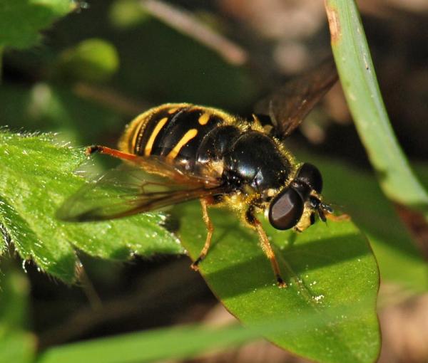 sericomyia_chrysotox_01.jpg