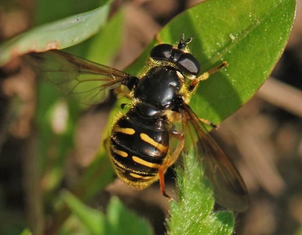 sericomyia_chrysotox_02.jpg